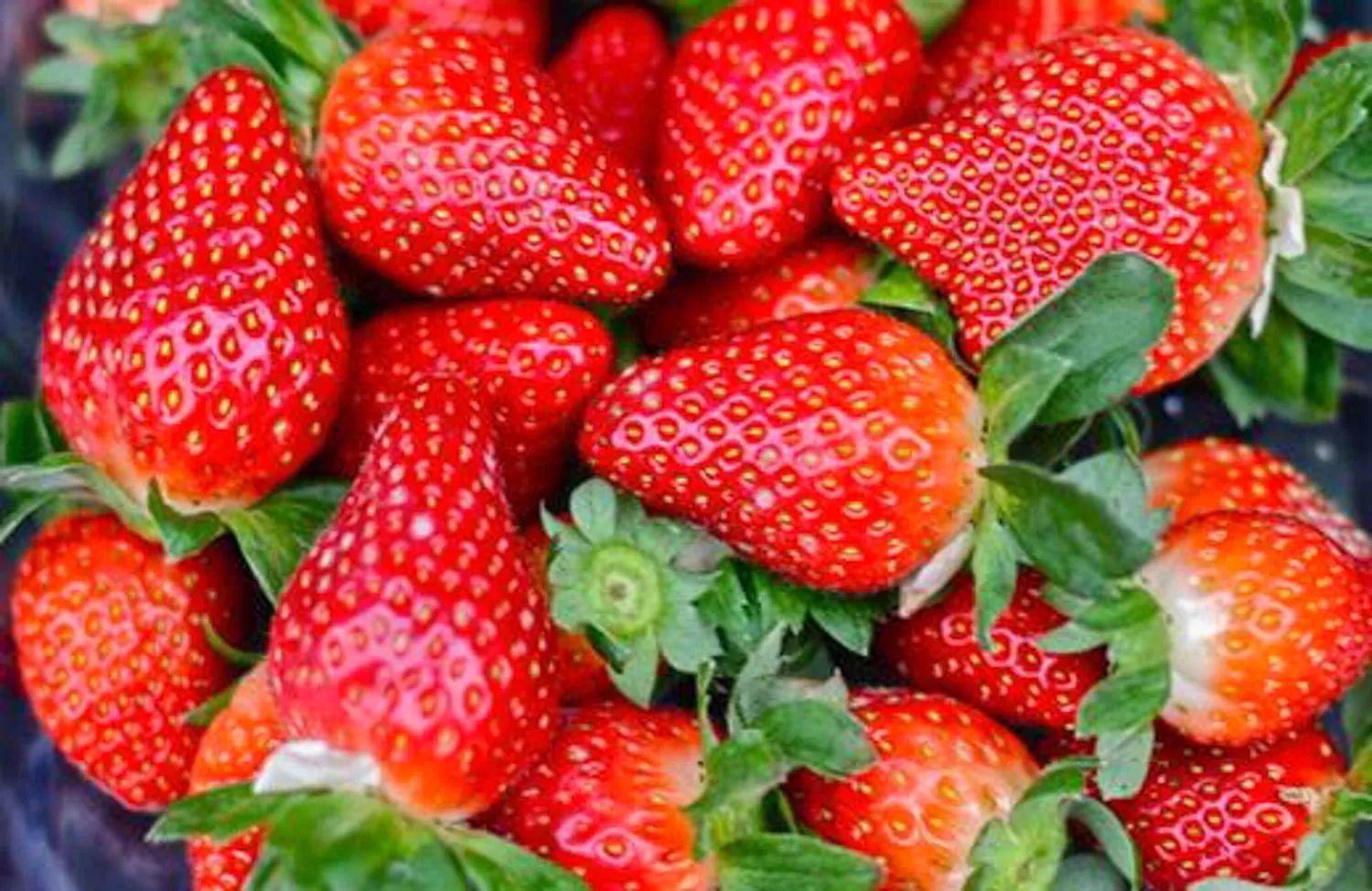草莓生长对土壤有何要求？